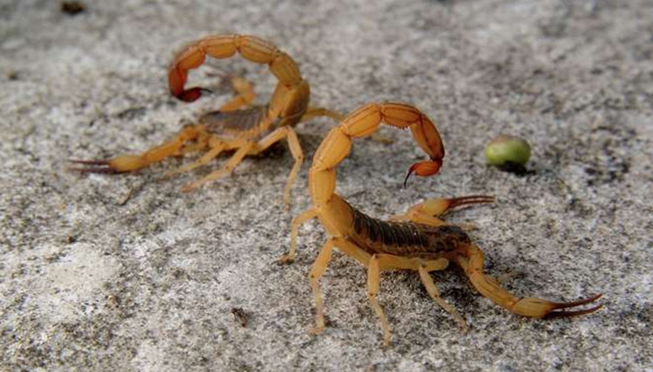 escorpiao1